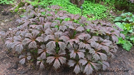 plants for moist soil,Rodgersia aesculifolia