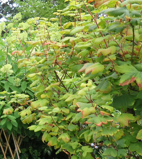problems with flowering currant