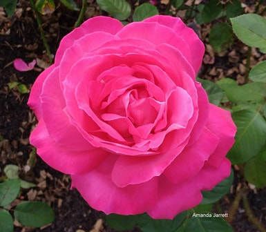 rose pruning, Miss All American Beauty hybrid tea rose, Amanda Jarrett,the garden website.com