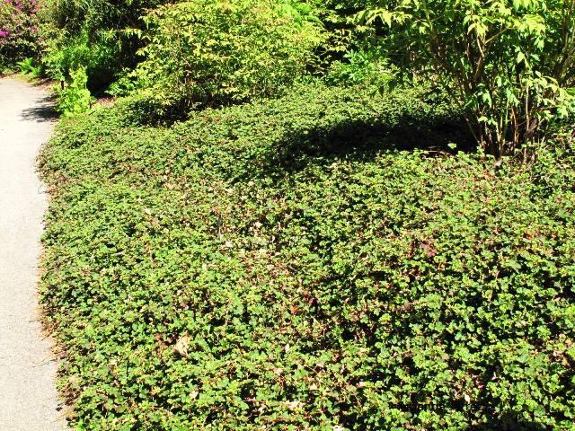 Creeping Taiwan bramble,evergreen ground cover,Rubus rolfei 'Formosan Carpet' 