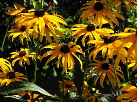 coneflowers,Rudbeckia,Black-eyed susans,summer flowers,cut flowers