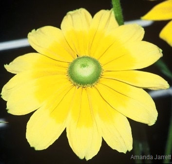Rudbeckia hirta 'Prairie Sun',coneflower,gloriosa daisy,