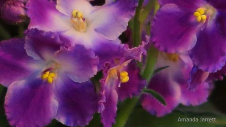 Saint Paulia,African violets,