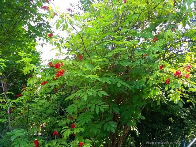 red elderberries indigenous North American plant