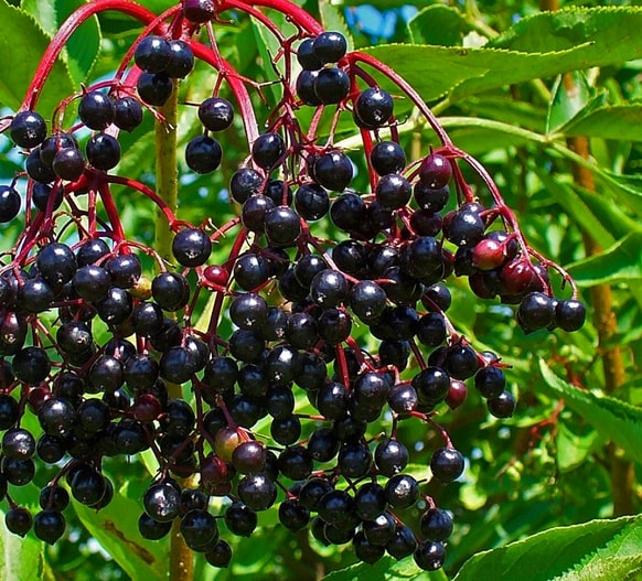 black elderberries,Sambucus nigra