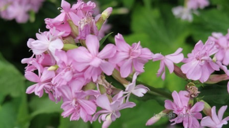 Double pink soapwort,bouncing bet,Saponaria officinalis ‘Flore Pleno’,summer flowers,August blooming plant 