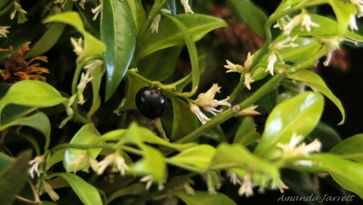 Sweetbox,Sarcococca confusa,nectar plants for hummingbirds