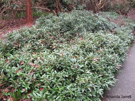 Himalayan sweetbox,Sarcococca hookeriana var. humilis,winter plants,fragrant shrubs