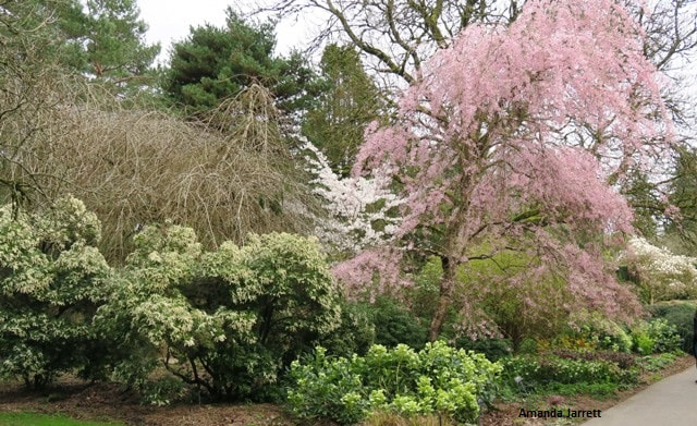 VanDusen Botanical Gardens,March gardens,March plants,spring scenes