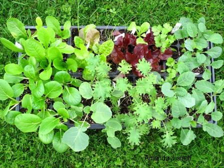 starter plants,growing vegetables from seed