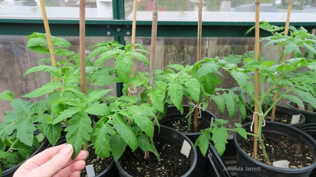 growing tomatoes from seed,transplanting seedlings