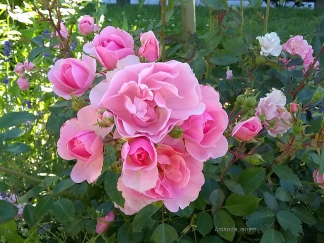pruning roses,deadheading roses,August rose care