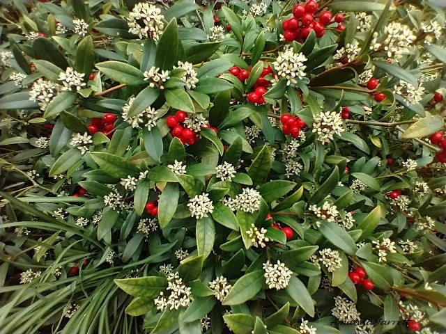 Japanese skimmia,Skimmia japonica,spring flowering shrubs,winter plants