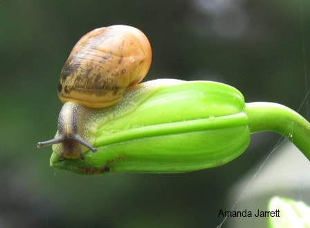 slug and snail control,controlling mollusks