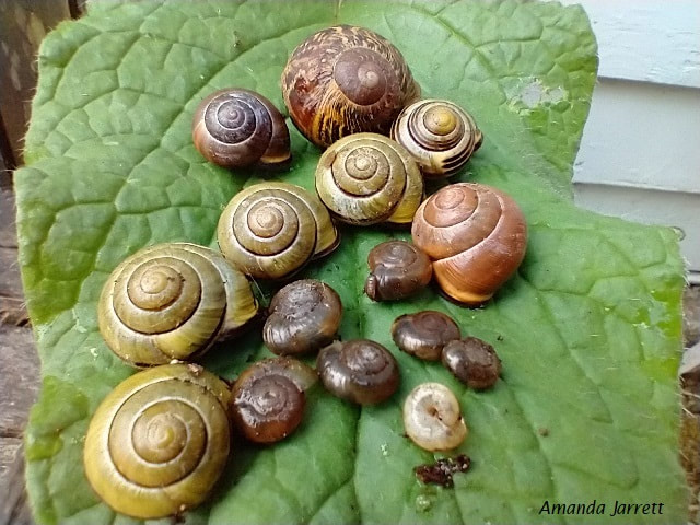 how to control slugs and snails