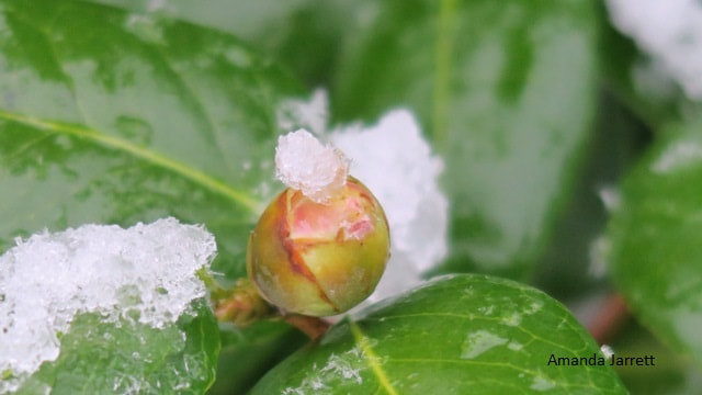 frost on early flowering shrubs,camellias that flower early