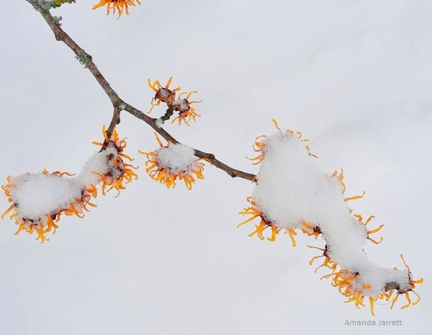 Chinese witch hazel,Hamamelis mollis,February flowers,winter flowering plants,shrubs for winter