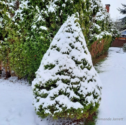 dwarf Alberta spruce Christmas trees