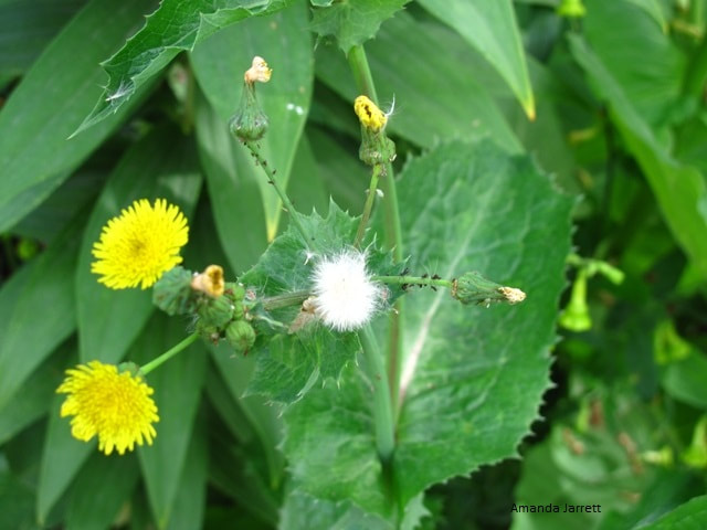 sowthistle,Sonchus oleraceus,common weeds,how to weed,fall weeds,September garden chores,fall garden chores,garden chores in autumn
