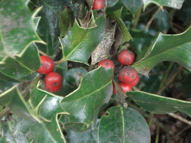 black leaves on a holly