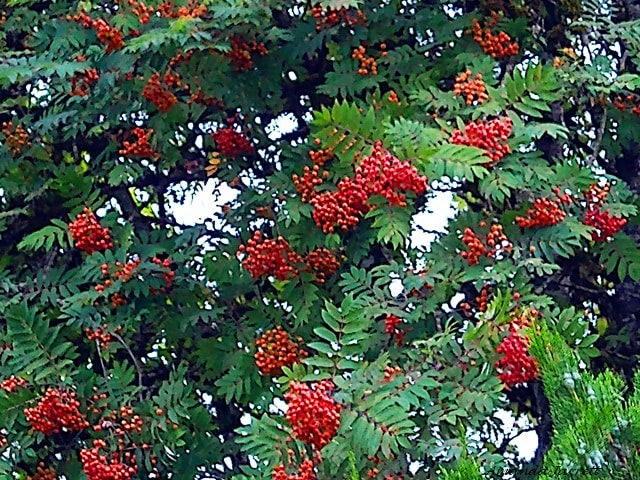 mountain ash,Sorbus aucuparia,trees with summer berries,trees for birds
