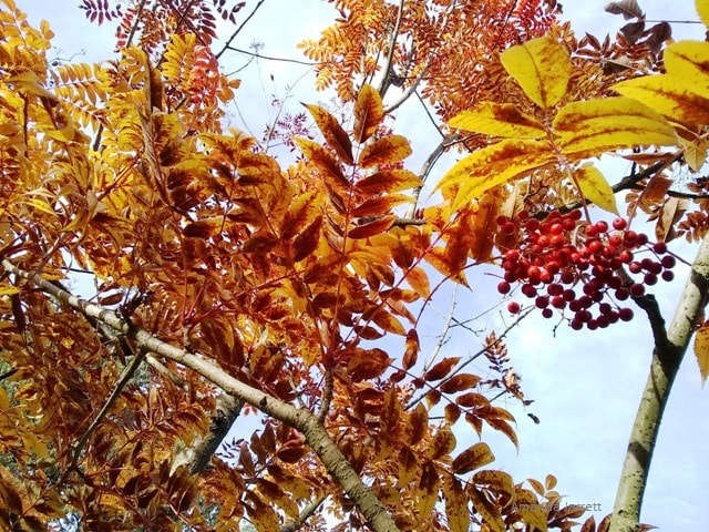 Mountain ash,Sorbus aucuparia,colourful fall plants,November plants,autumn plants 