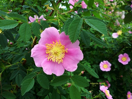 Alberta rose,Rosa acicularis,wild roses