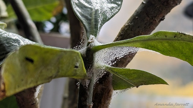 spider mites,houseplant insects
