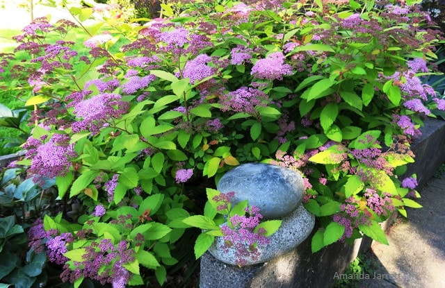 Japanese spirea,Spiraea japonica,summer flowering shrub,July flowers