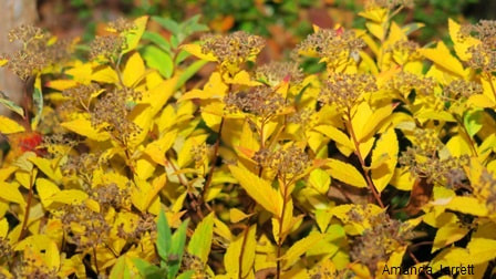 Japanese spirea,Spiraea japonica,colourful fall plants,November plants,autumn plants 