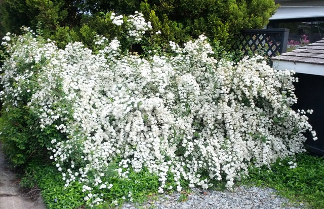 Snowmound spirea,Spiraea nipponica 'Snowmound',spring flowering shrub,May flowers