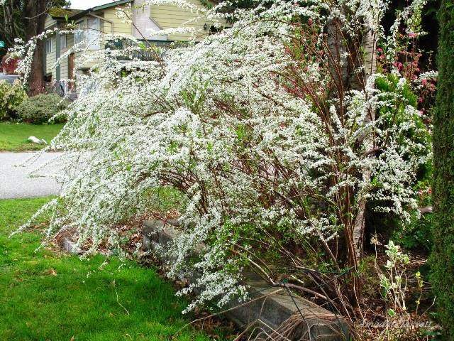 bridal wreath spirea,Spiraea x vanhouttei,spring flowering shrubs 