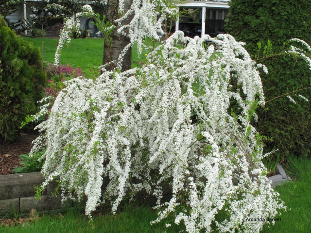 Bridal Wreath Spirea,Spiraea x vanhouttei,pruning plants,spring pruning,April pruning 