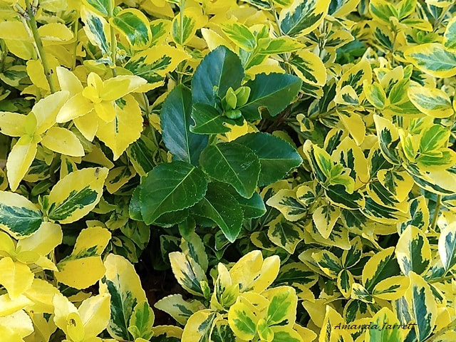 green leaves on variegated plants