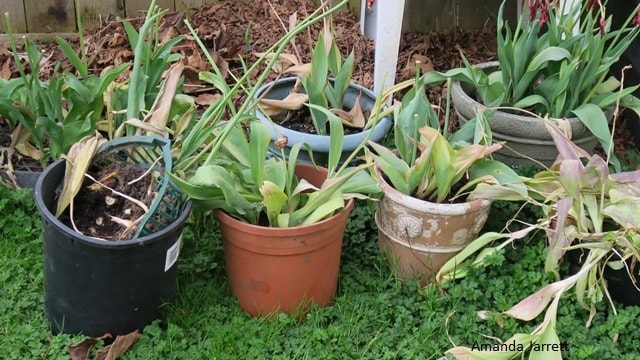 what to do with bulbs after flowering
