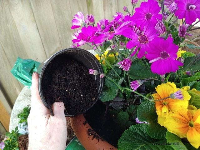 how to plant containers in spring