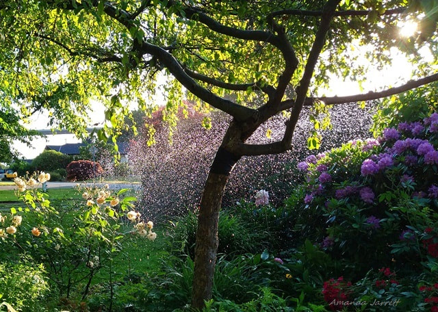 watering gardens in summer 