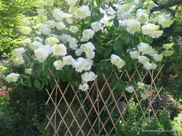 drooping hydrangeas,supporting hydrangea flowers