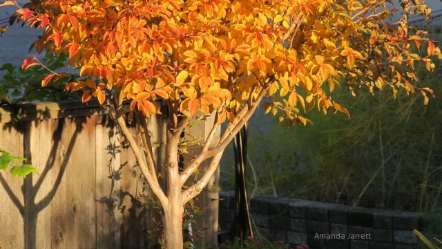 Japanese Stewartia,Stewartia pseudocamellia,colourful fall plants,November plants,autumn plants  