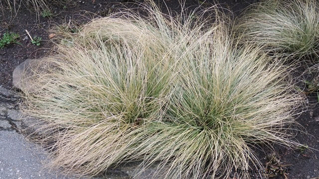 cutting back ornamental grasses,Stipa tenuissima,Mexican feather grass