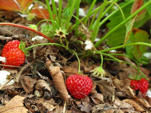 how to grow strawberries,May garden chores
