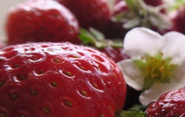growing strawberries,how to plant strawberries,growing organically