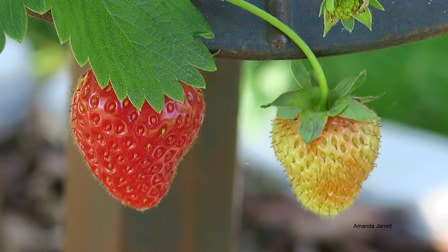 strawberries,June harvests,June fruit,summer fruits