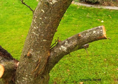 how to remove a tree branch,what are stubs on a tree 