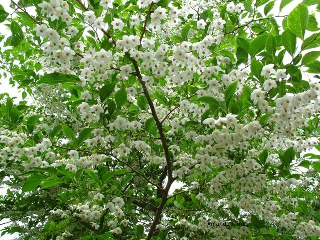Japanese snowbell,Styrax japonicus,small flowering trees,June flowers,summer flowers