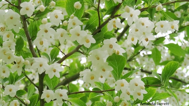 Japanese snowbell,Styrax japonicus,small flowering trees,July flowers,summer flowers
