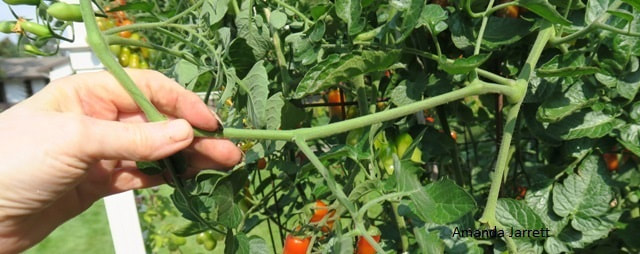 tomato suckers,tomato pruning,growing tomatoes,June garden chores