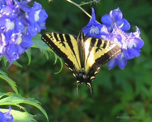 swallowtail,butterfly plants,delphiniums and butterflies