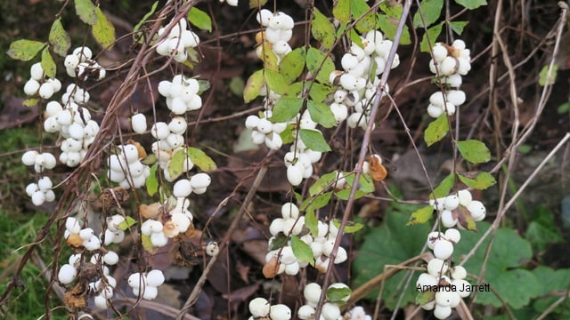 Snowberry,white berries,Symphoricarpos albus