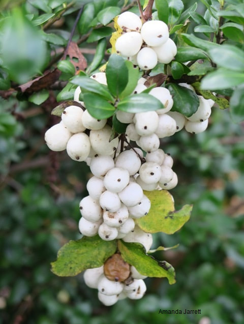 snowberry,Symphoricarpos albus,white berries,winter plants